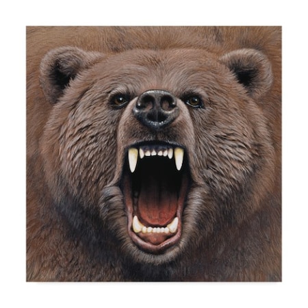 Harro Maass 'Bear Portrait' Canvas Art,35x35